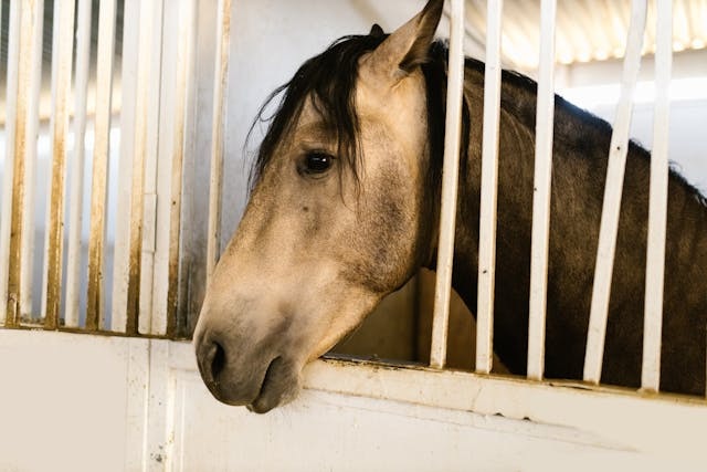 Paardenstal bouw